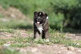 AKITA AMERICAIN 218